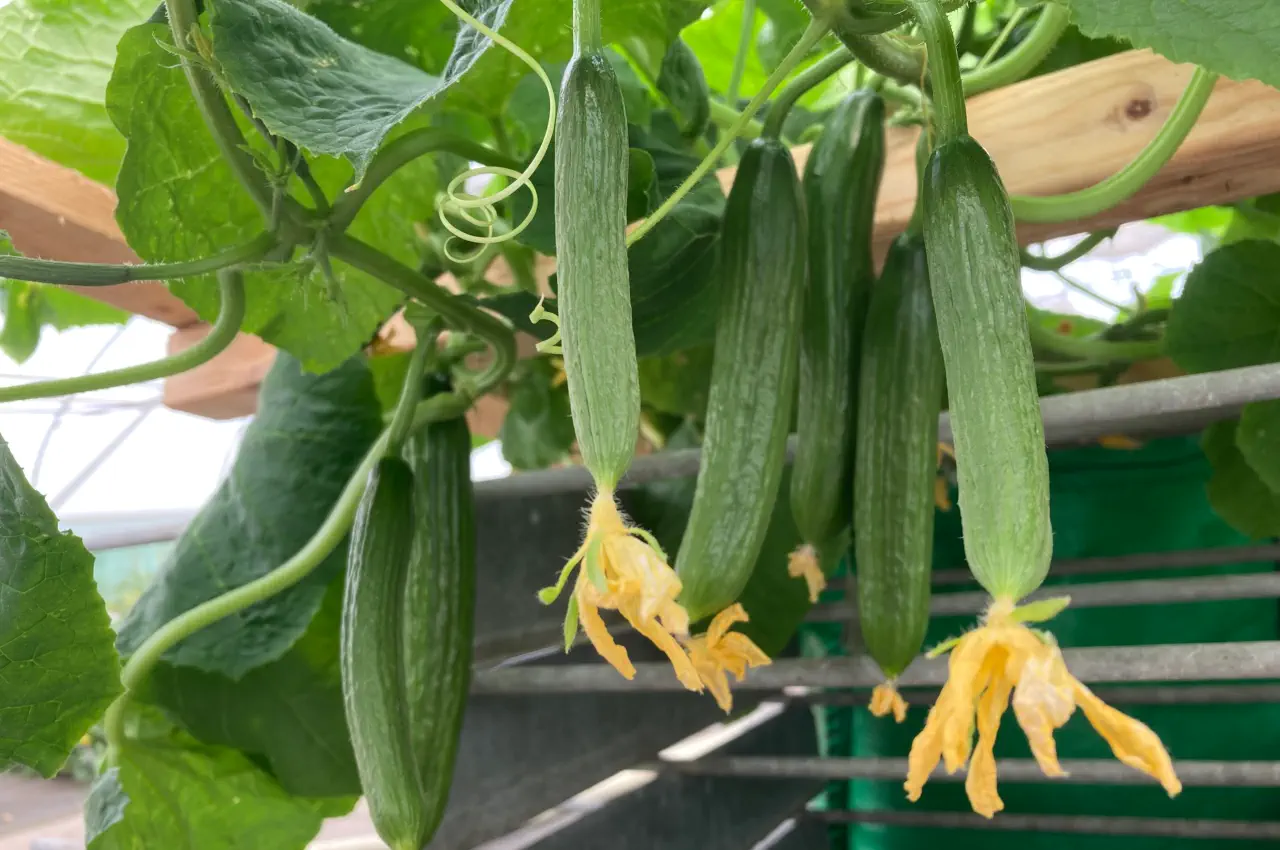 The Best Mini Cucumbers to Grow From Seed